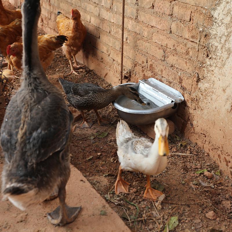 Automatic Outdoor Dog Water Bowl